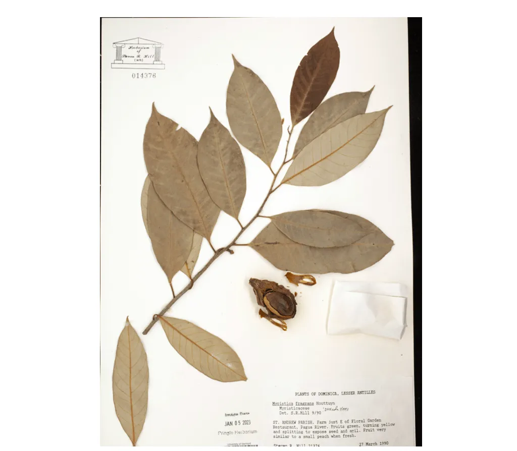 Dried Plant Specimen
