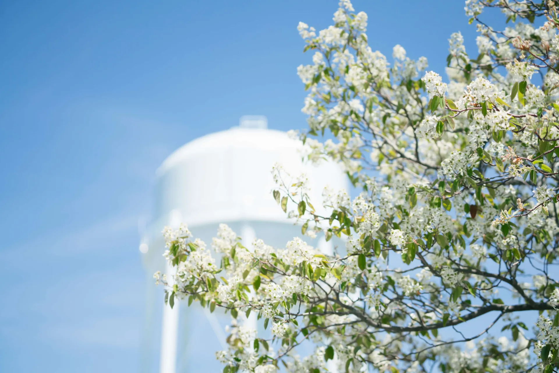 UVM's Central Campus Water Tower in the background of spring flowers on a tree in the foreground