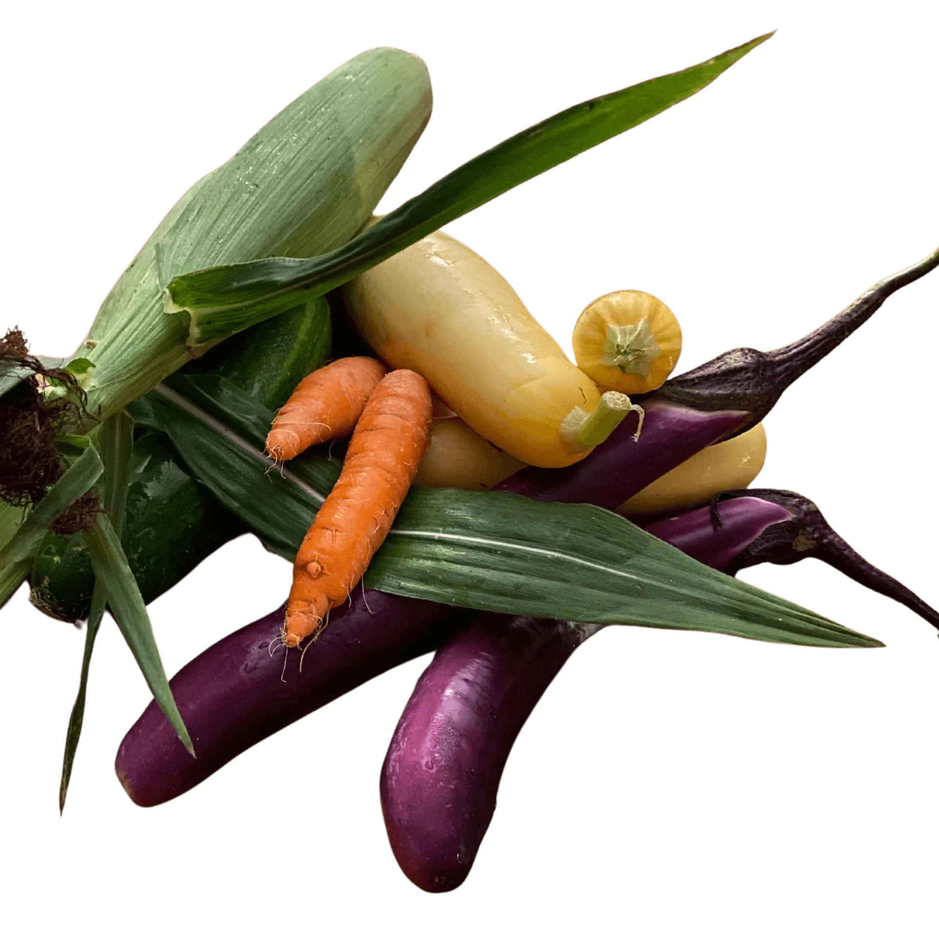 Corn, squash, eggplant and carrots grown at Catamount Farm