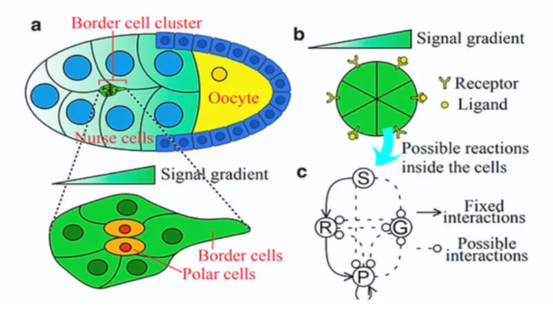 Research graphic from the Yue Lab website