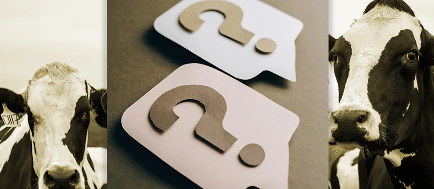 two paper cutout question marks overlaid on a picture of cows