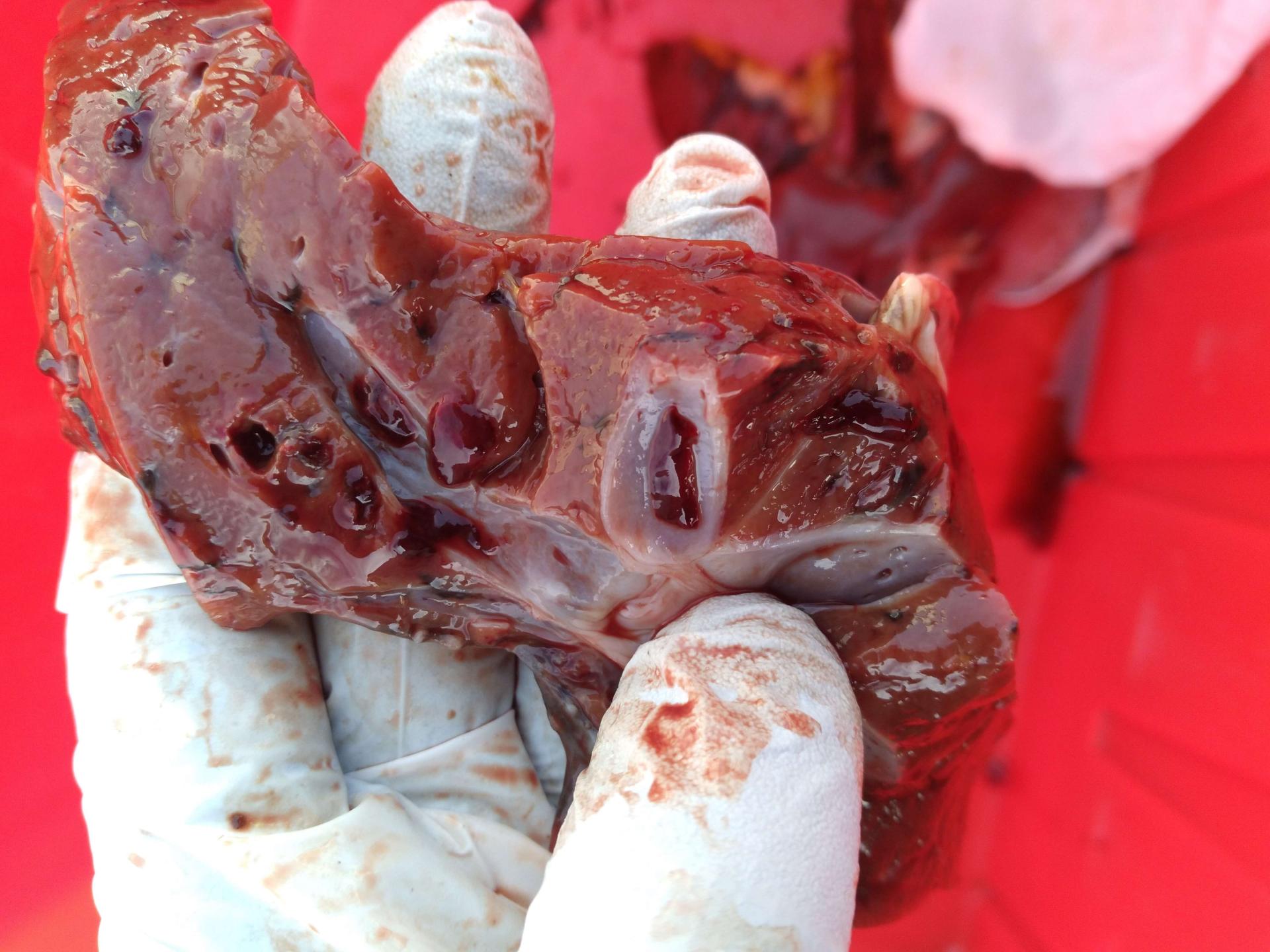 a damaged goat liver