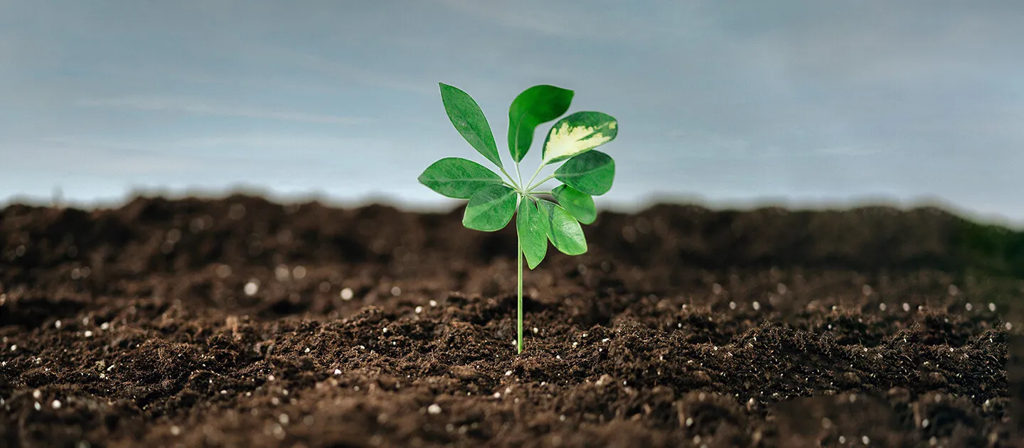 a seedling growing out of dirt