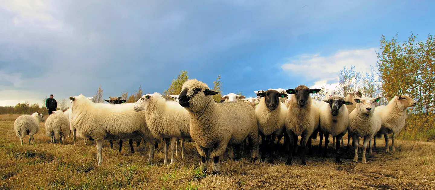 large group of sheep in a field