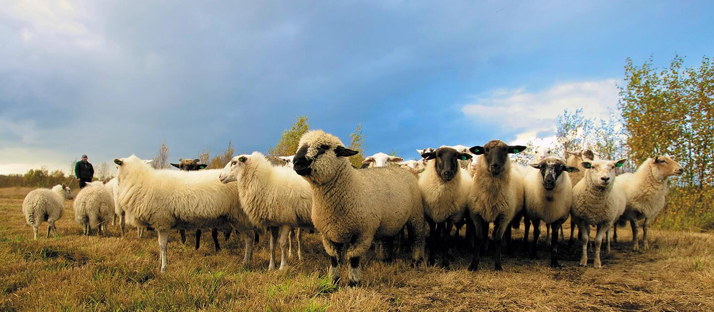 large group of sheep in a field