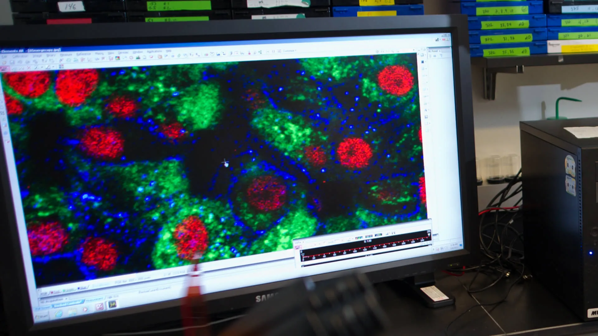 research image on computer screen