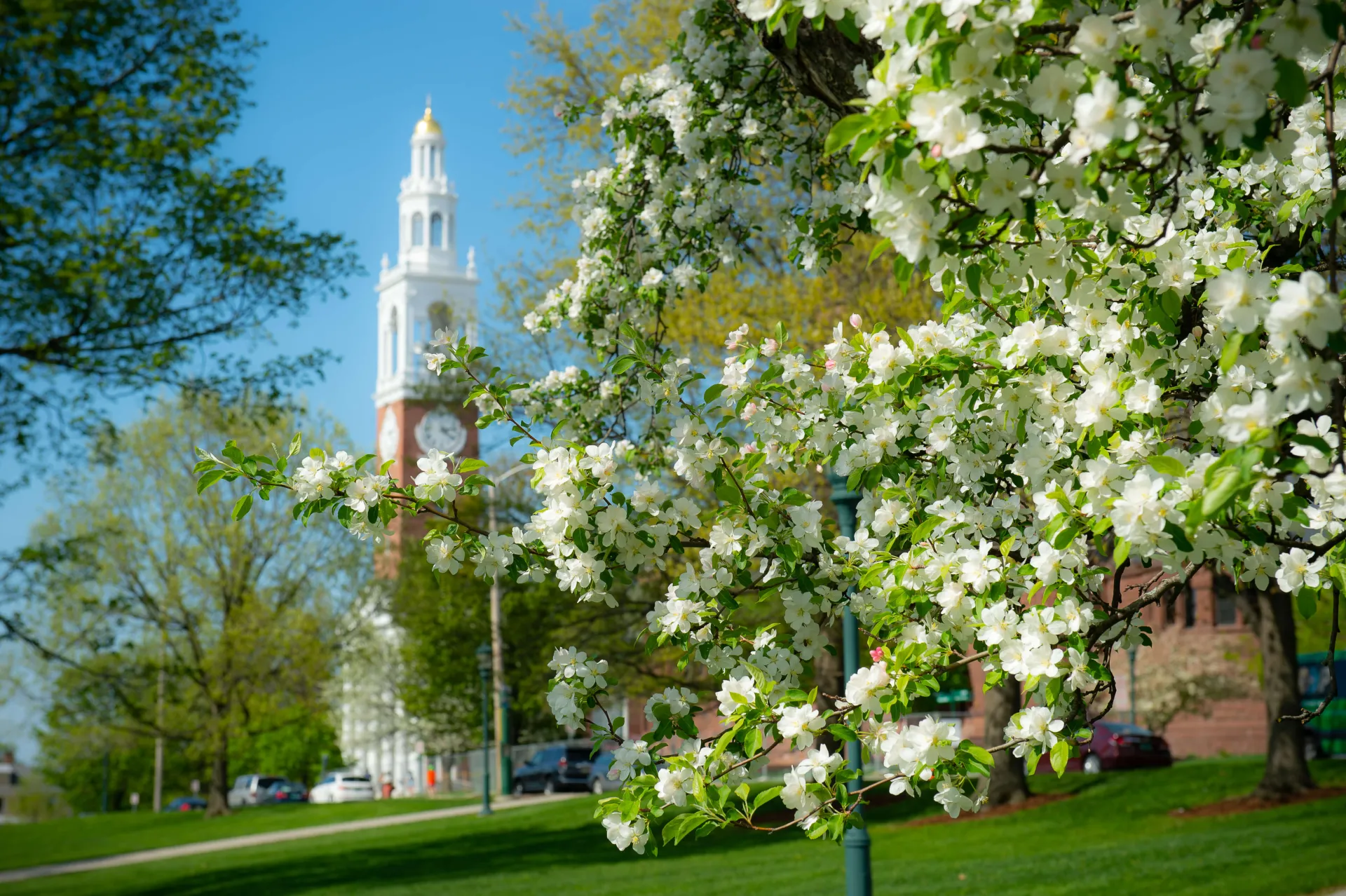An image of flowers in spring with the Ira Allen Chapel in the background