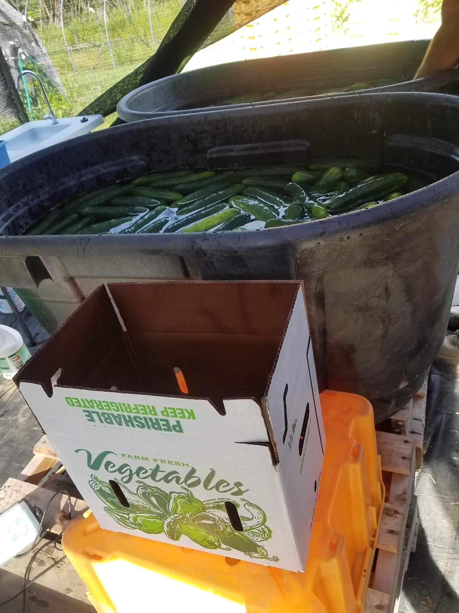 cucumbers in a tub of water