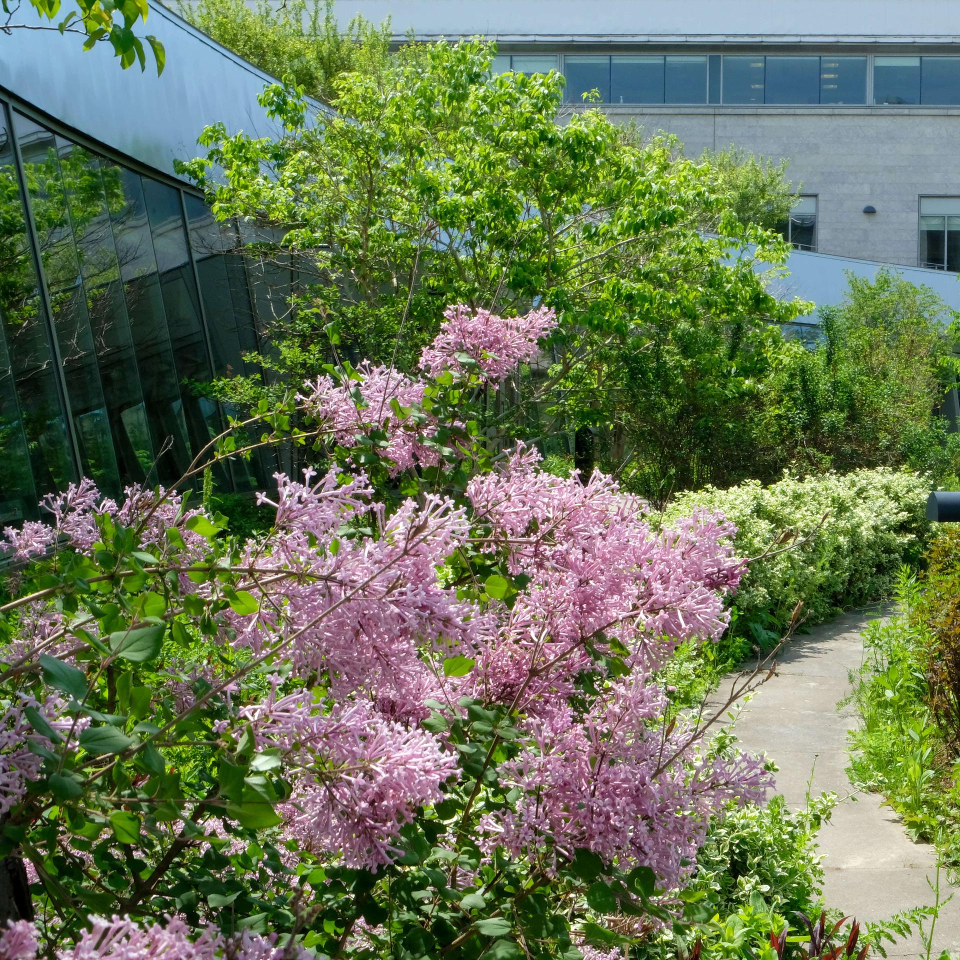 Flower bush in bloom outside medical library 