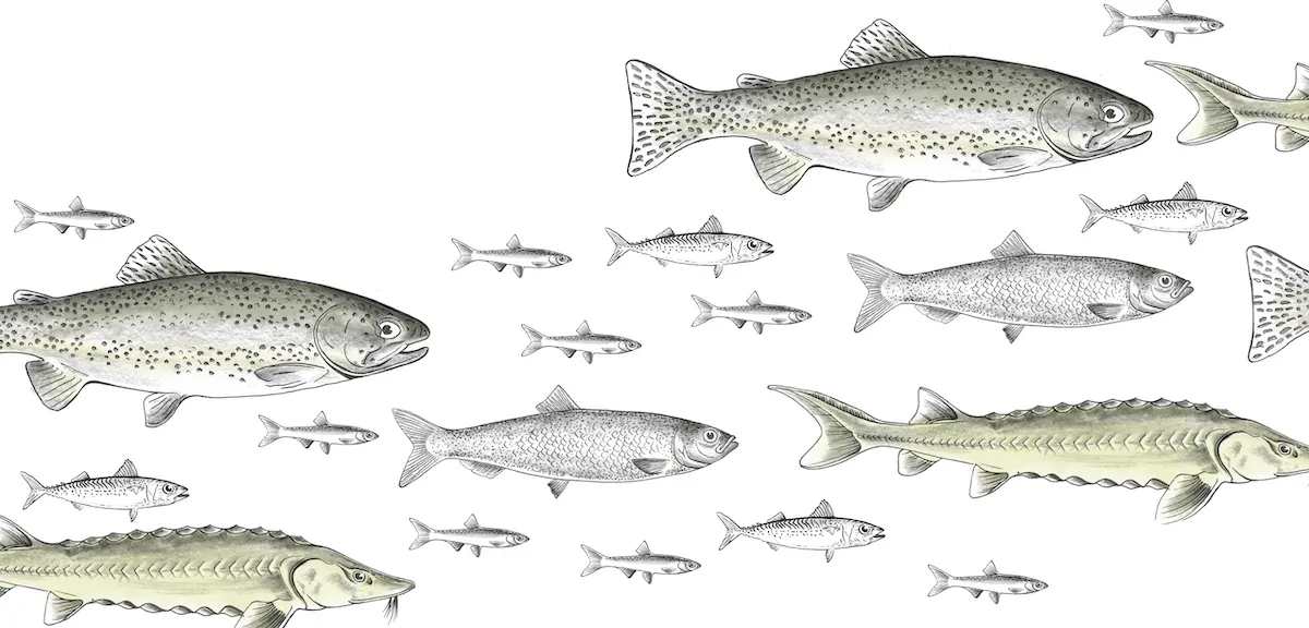 drawing of fish swimming against white background