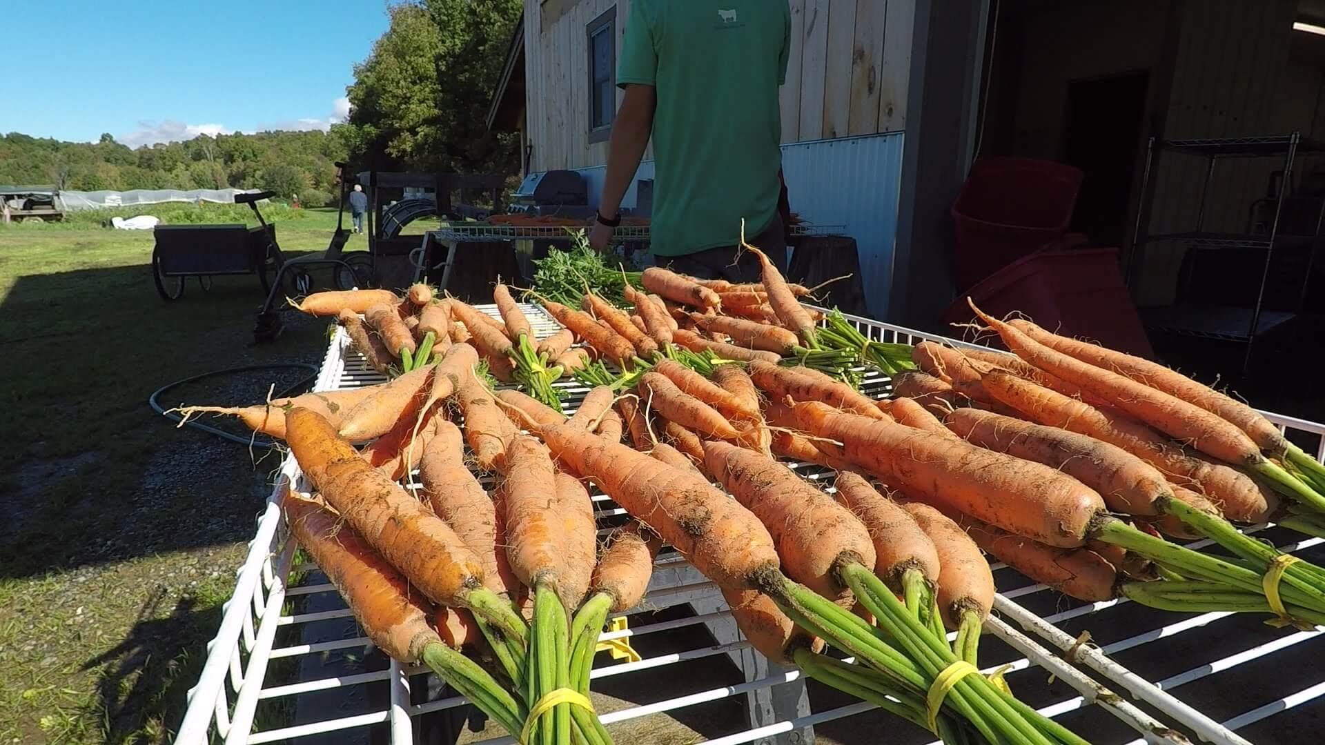 bunches of carrots on a spray table