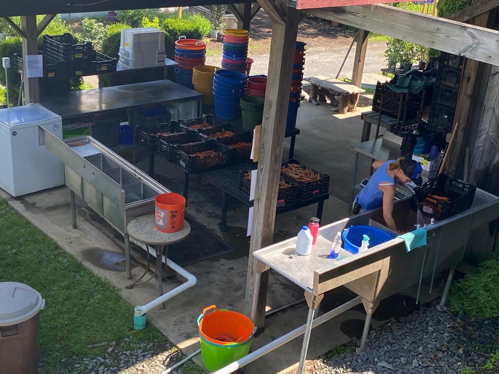carrots in bins on tables