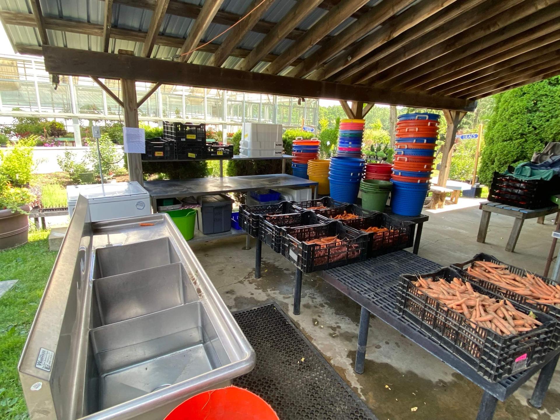 lots of carrots in plastic bins sitting on plastic tables