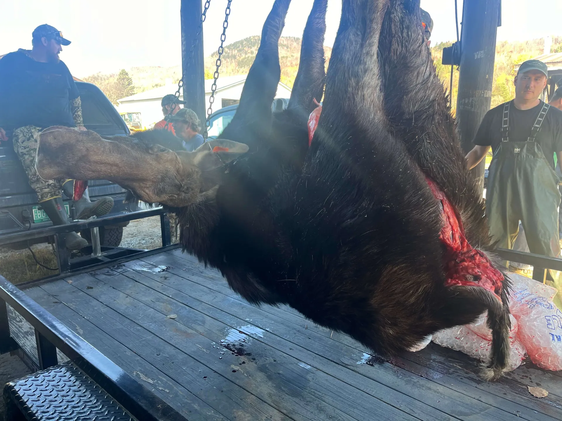 Moose weighing