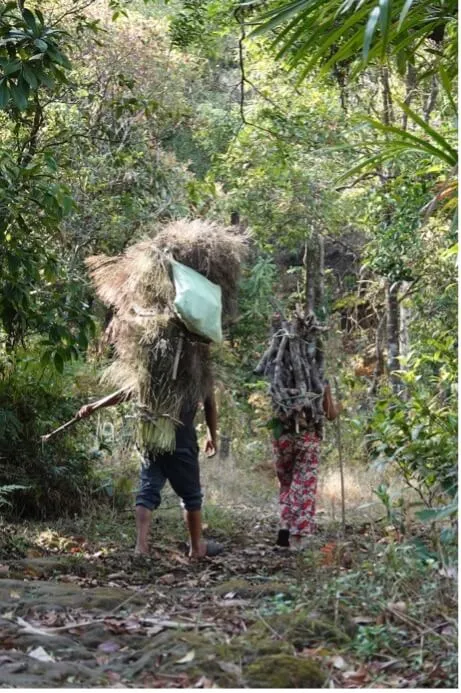 Figure 5: Dependence on Firewood for Fuel Northeast of India (PC: Divya Vasudev, Conservation Initiatives)