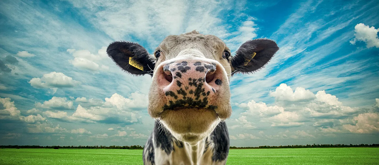 a cow looking down at the camera, standing under a big sky