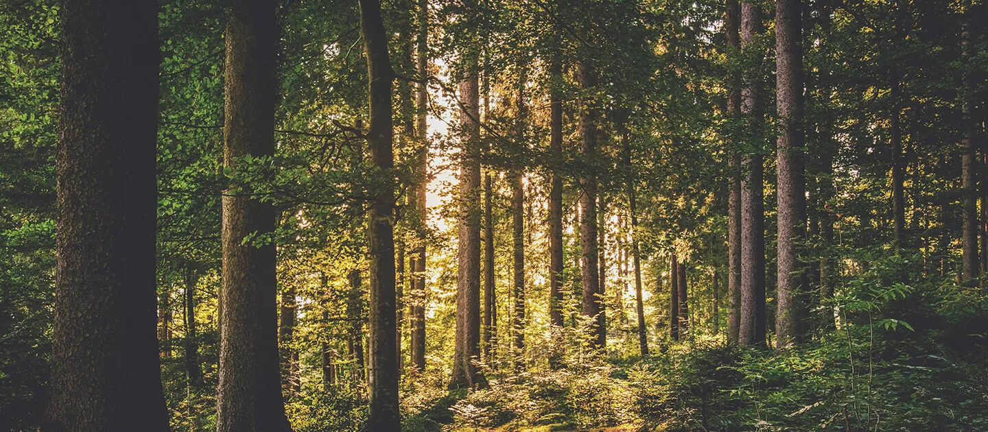 a forest