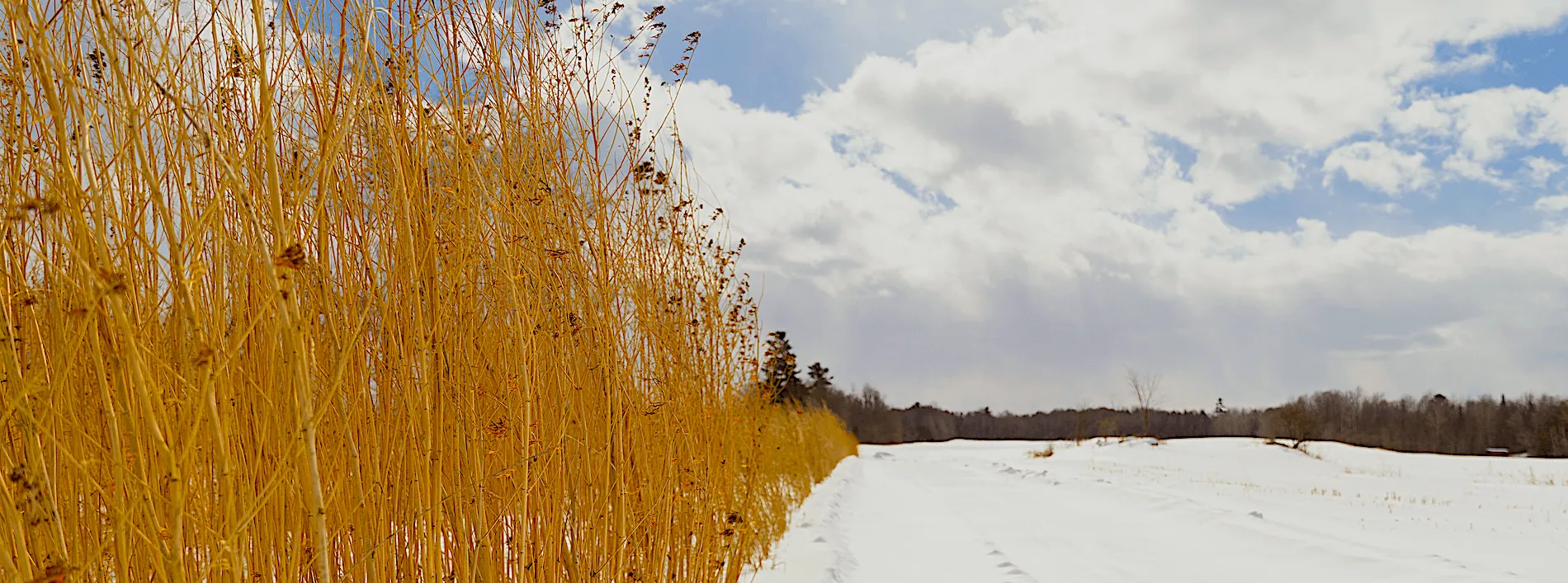 Hemp field in the winter
