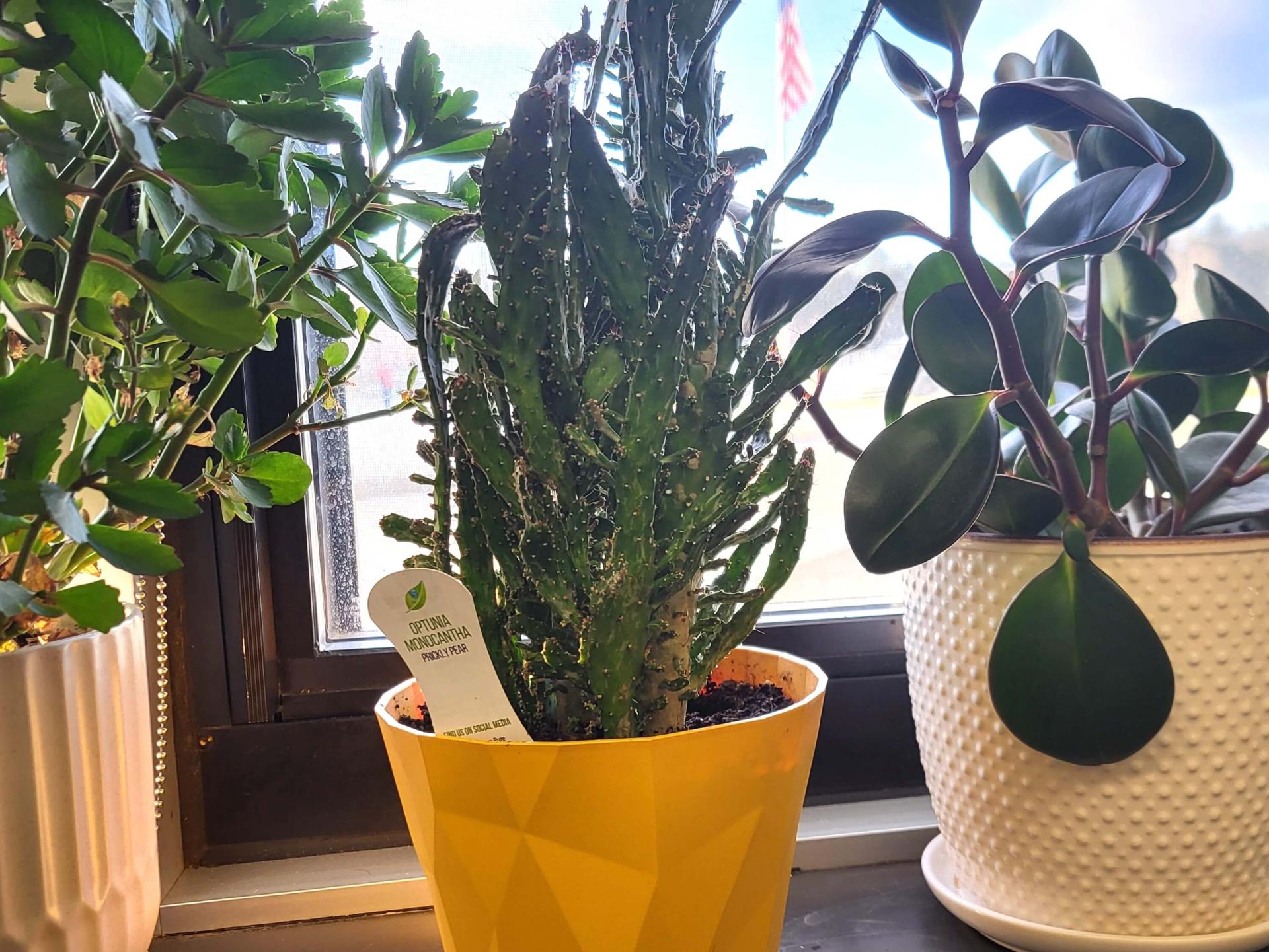 plants in pots, indoors