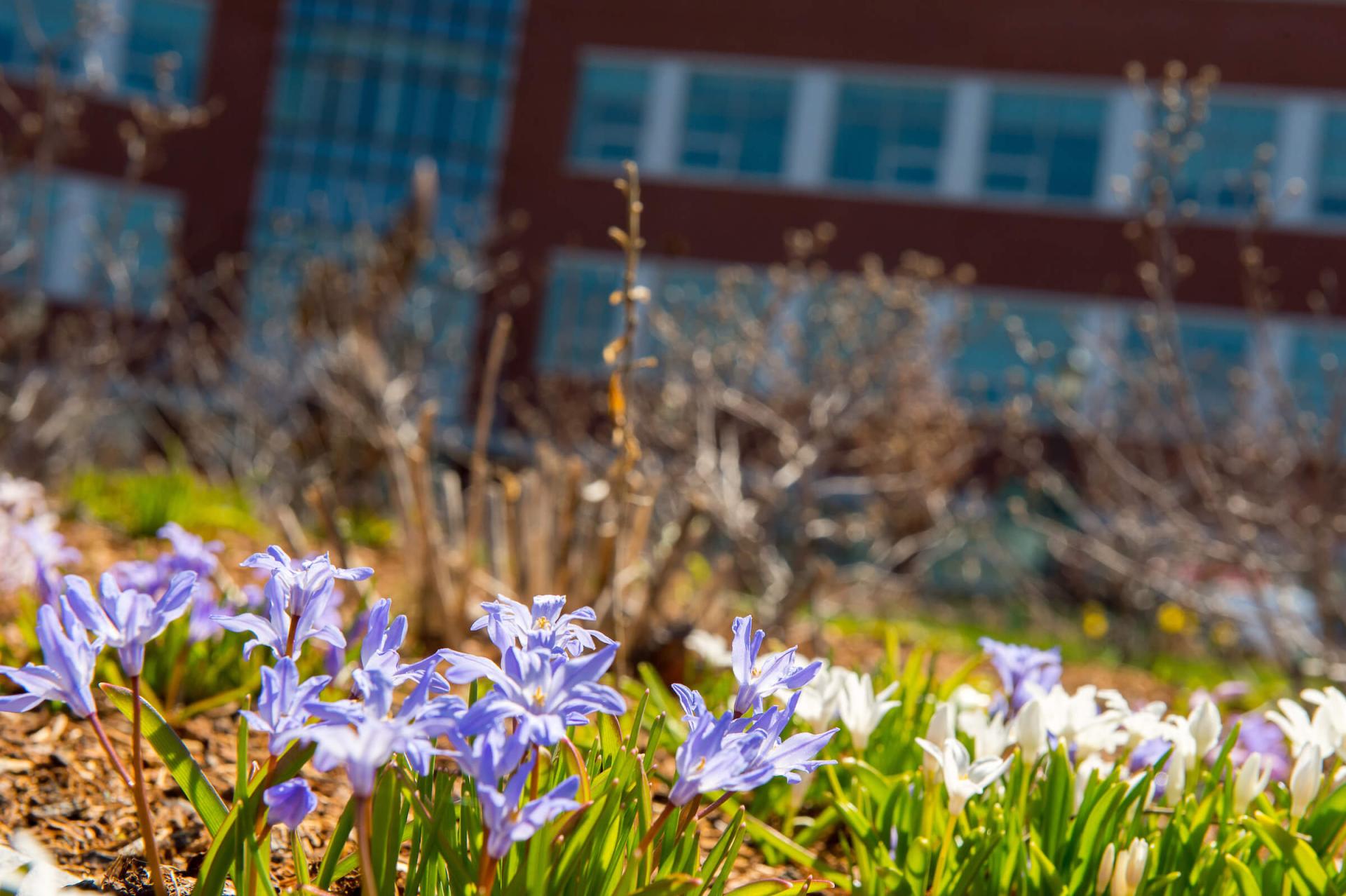 spring flowers