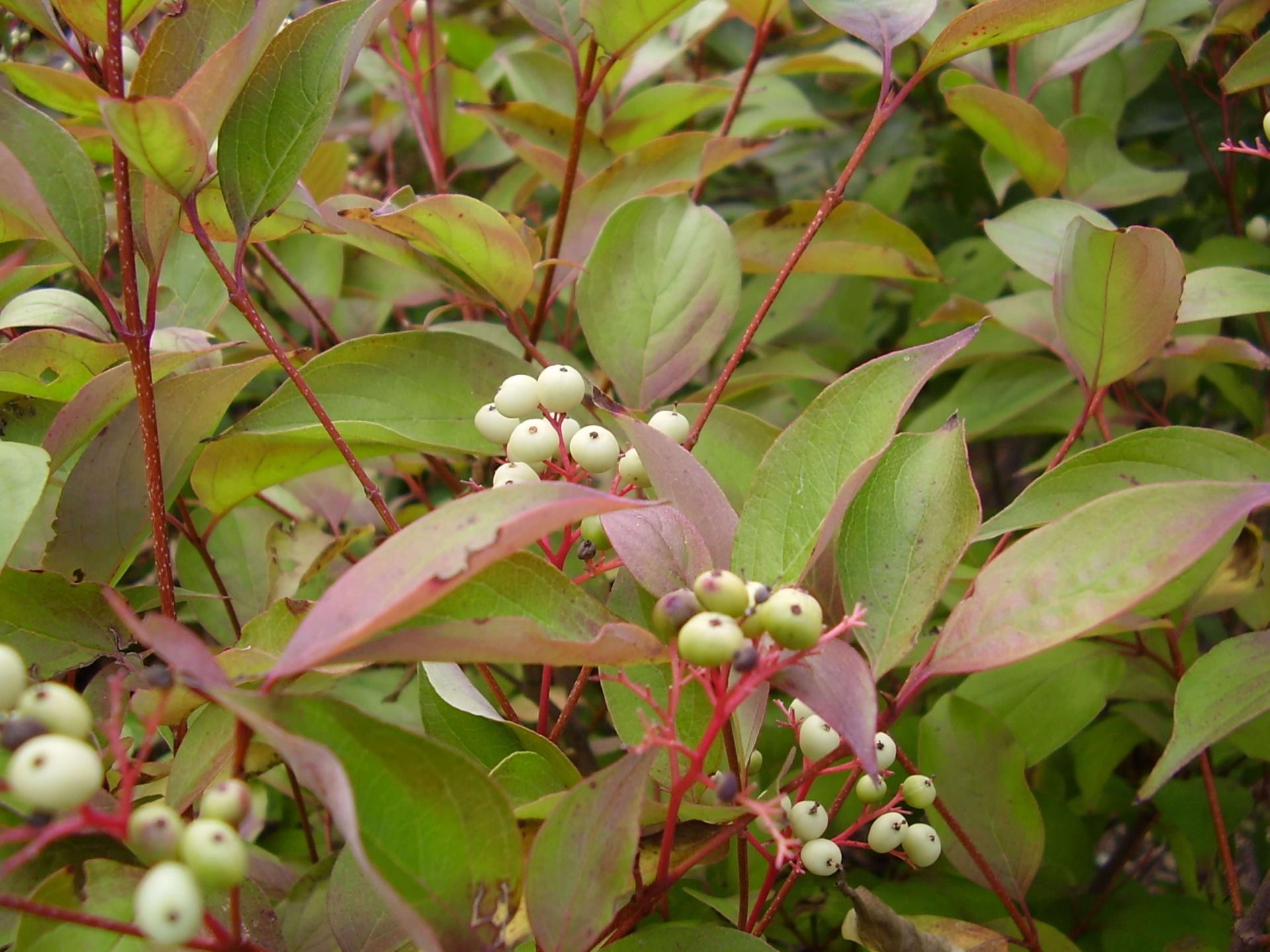 closeup of grey dogwood shrub with fruit