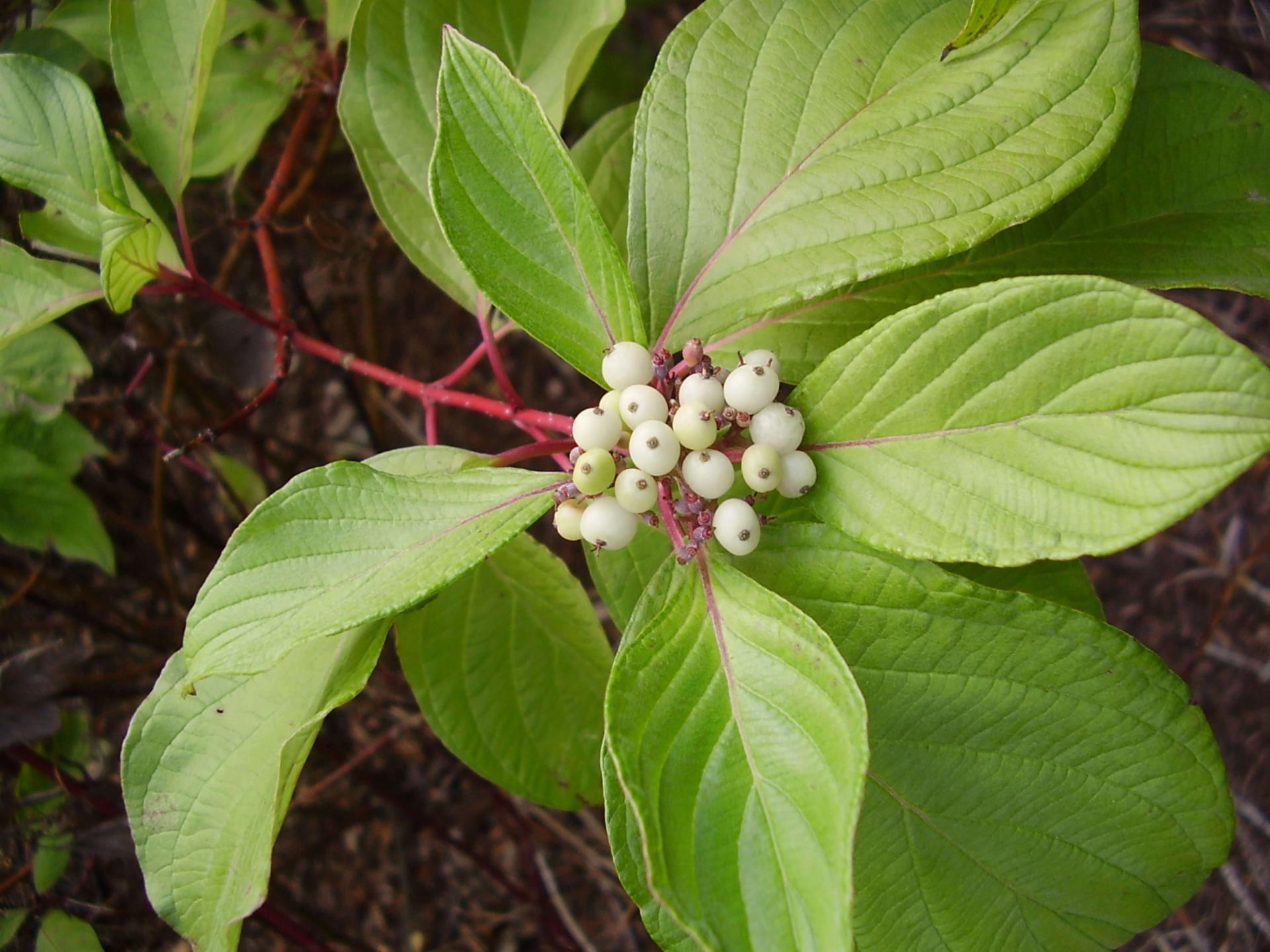 closeup of a red twig dogwood shrub with fruit