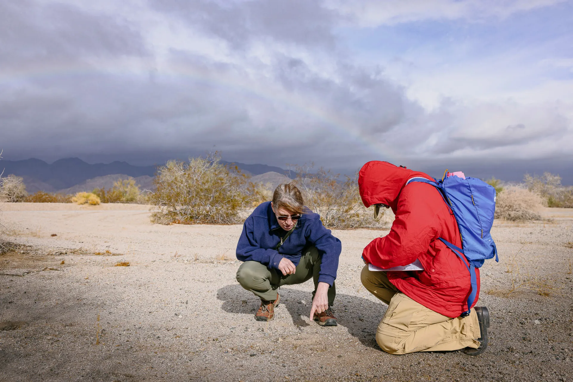 Sof Antello and Sara Helms Cahan kneel in the California desert examining ant colonies