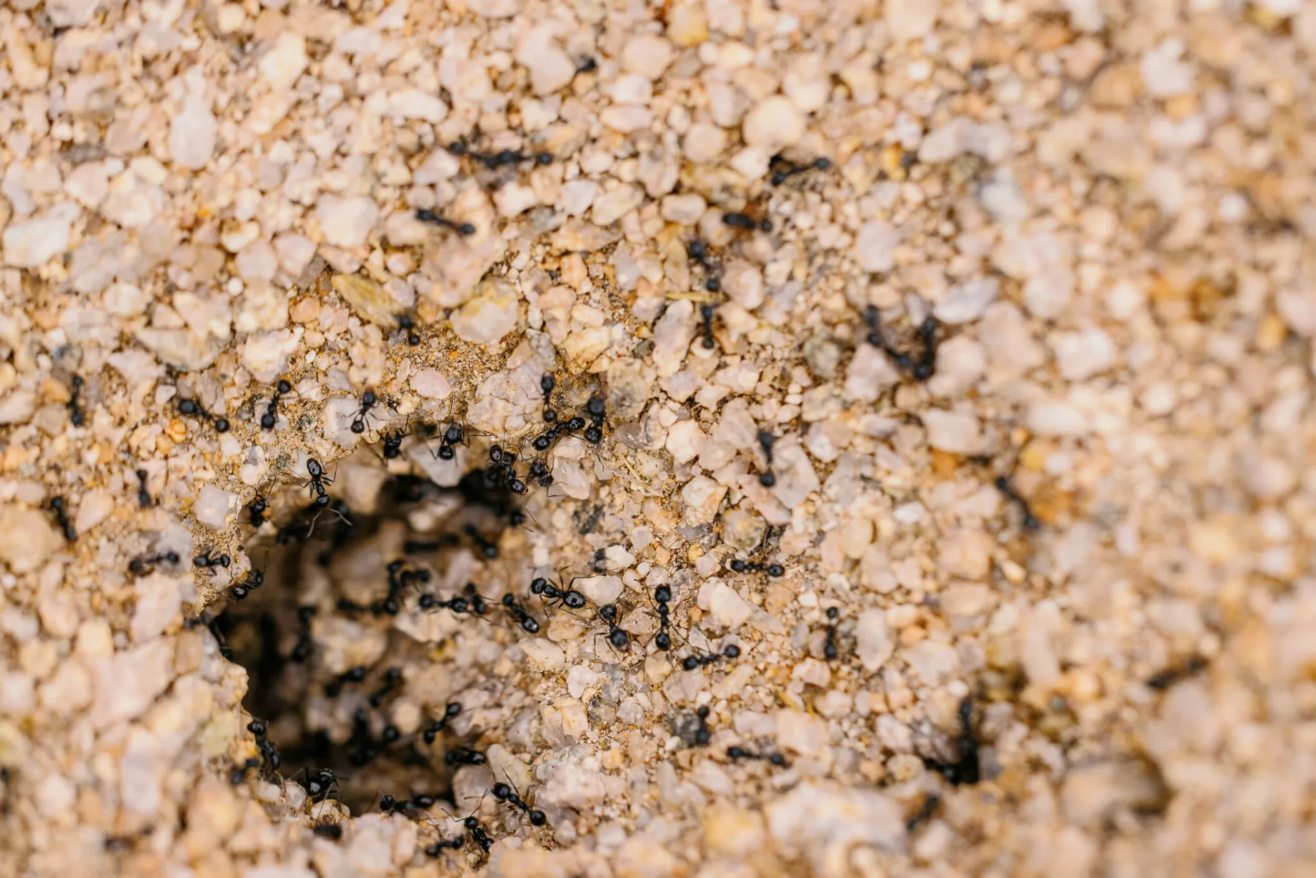 Ants running into their hill in the desert