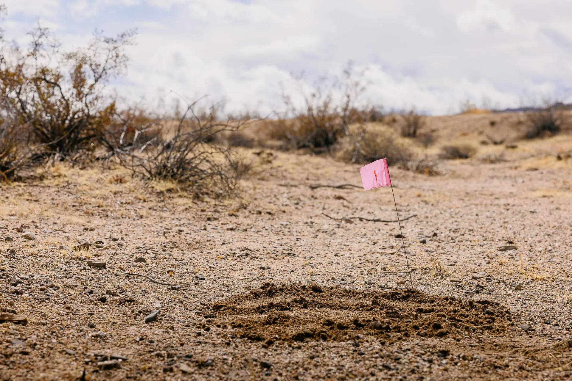 A pink flag marking an ant hill in the desert