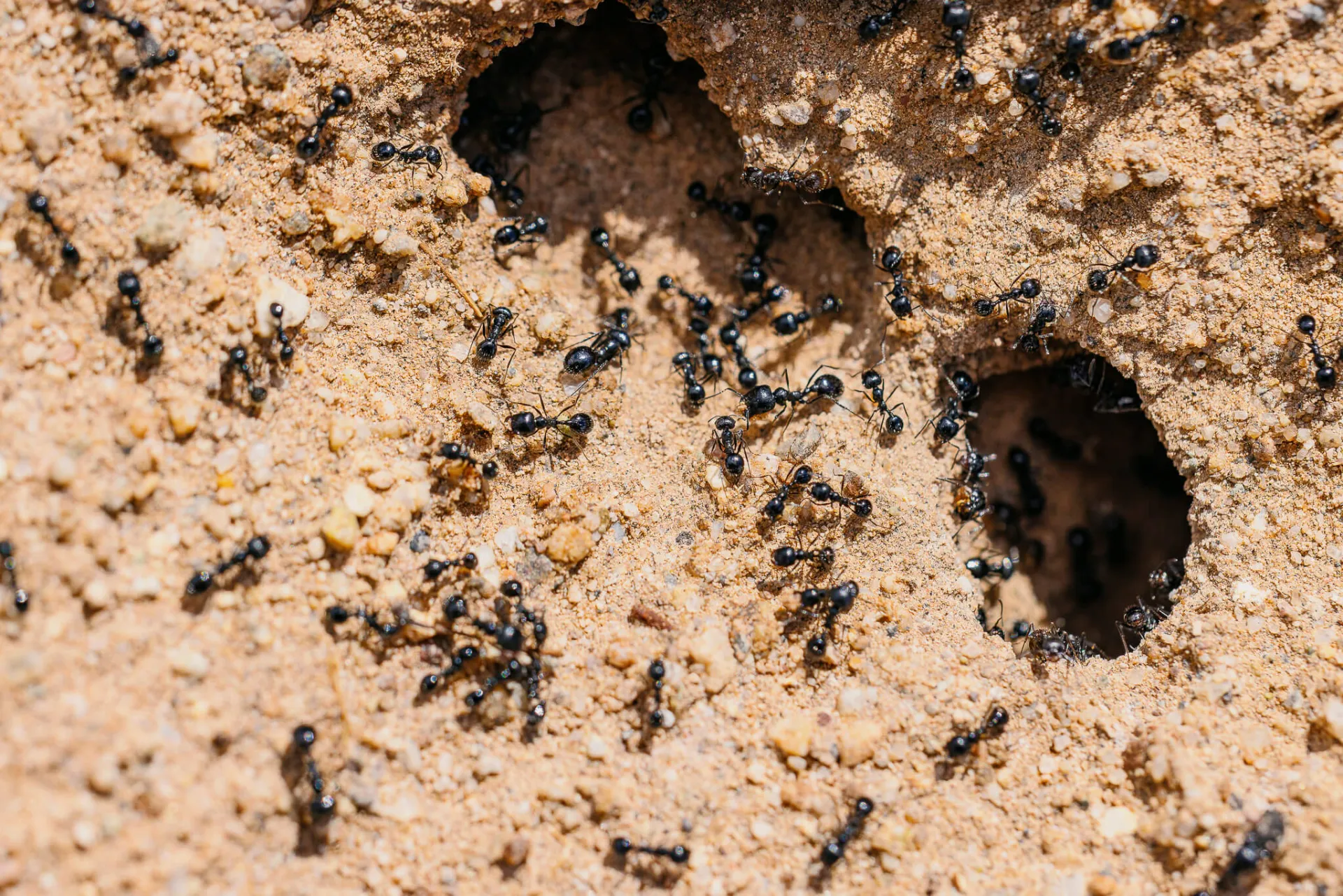 Veromessor pergandei — commonly referred to as the desert seed harvester ant — is native to a broad swath of southwestern North America. 