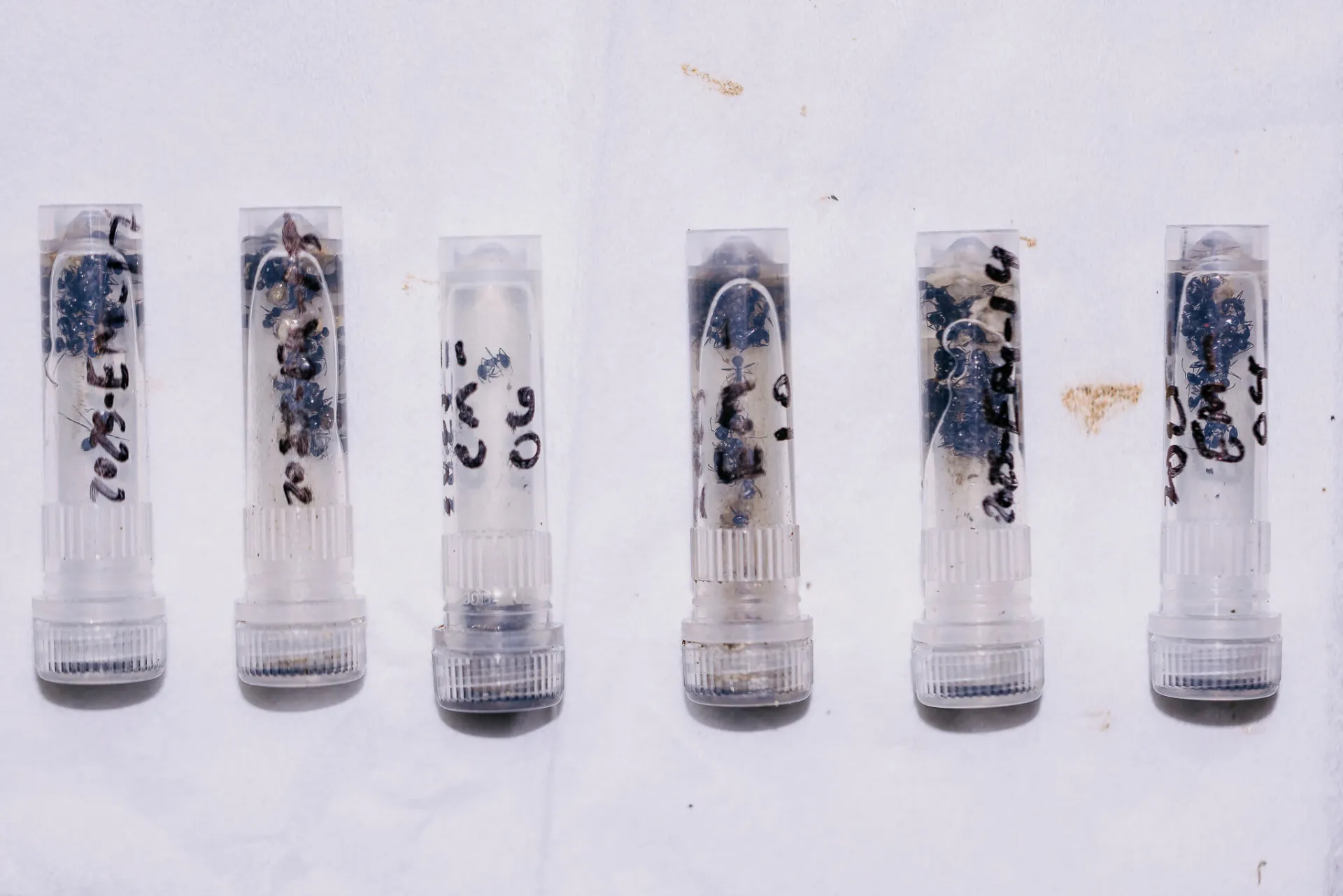 Glass vials filled with ants in ethanol