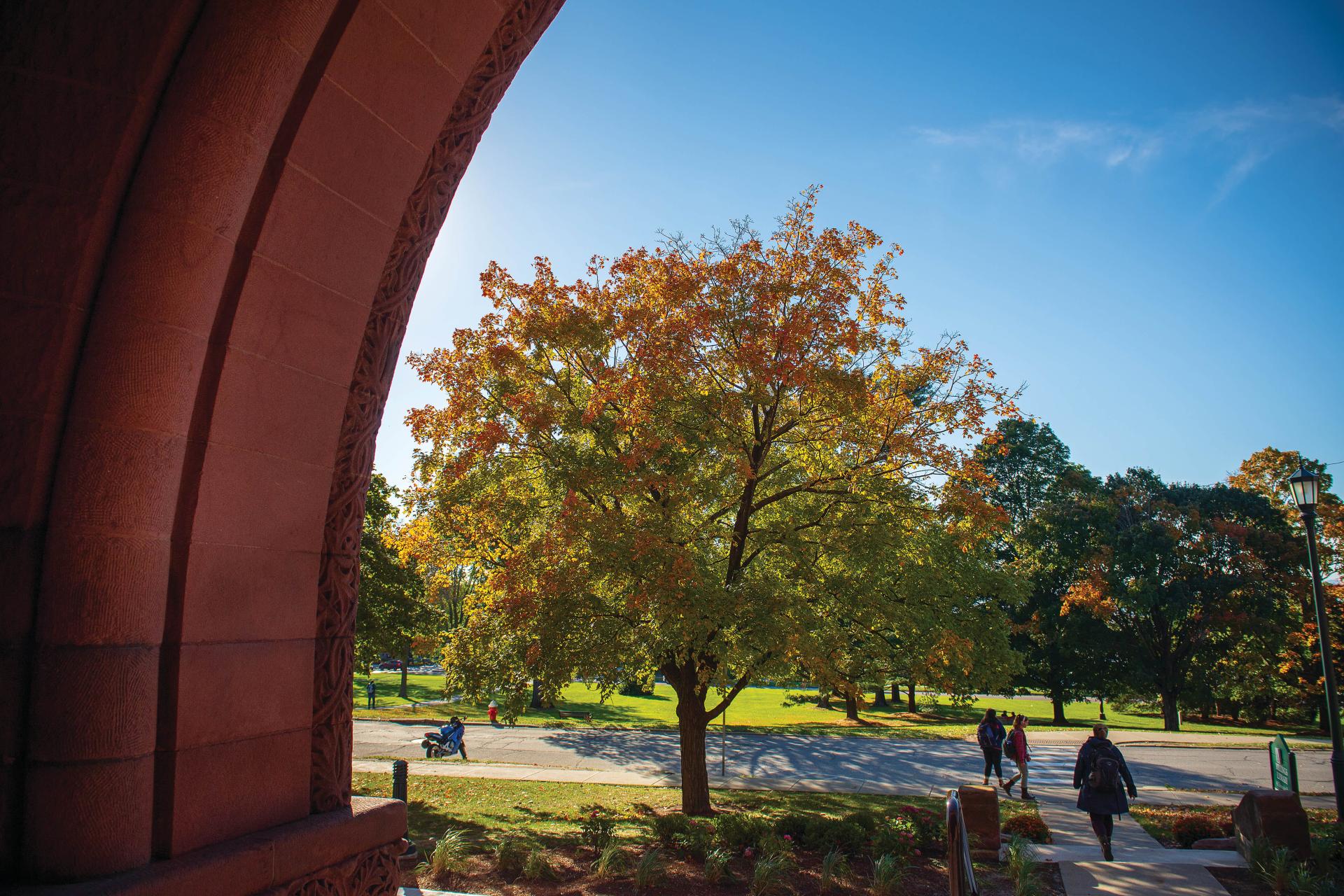 View of a campus tree from the archway of a red brick building