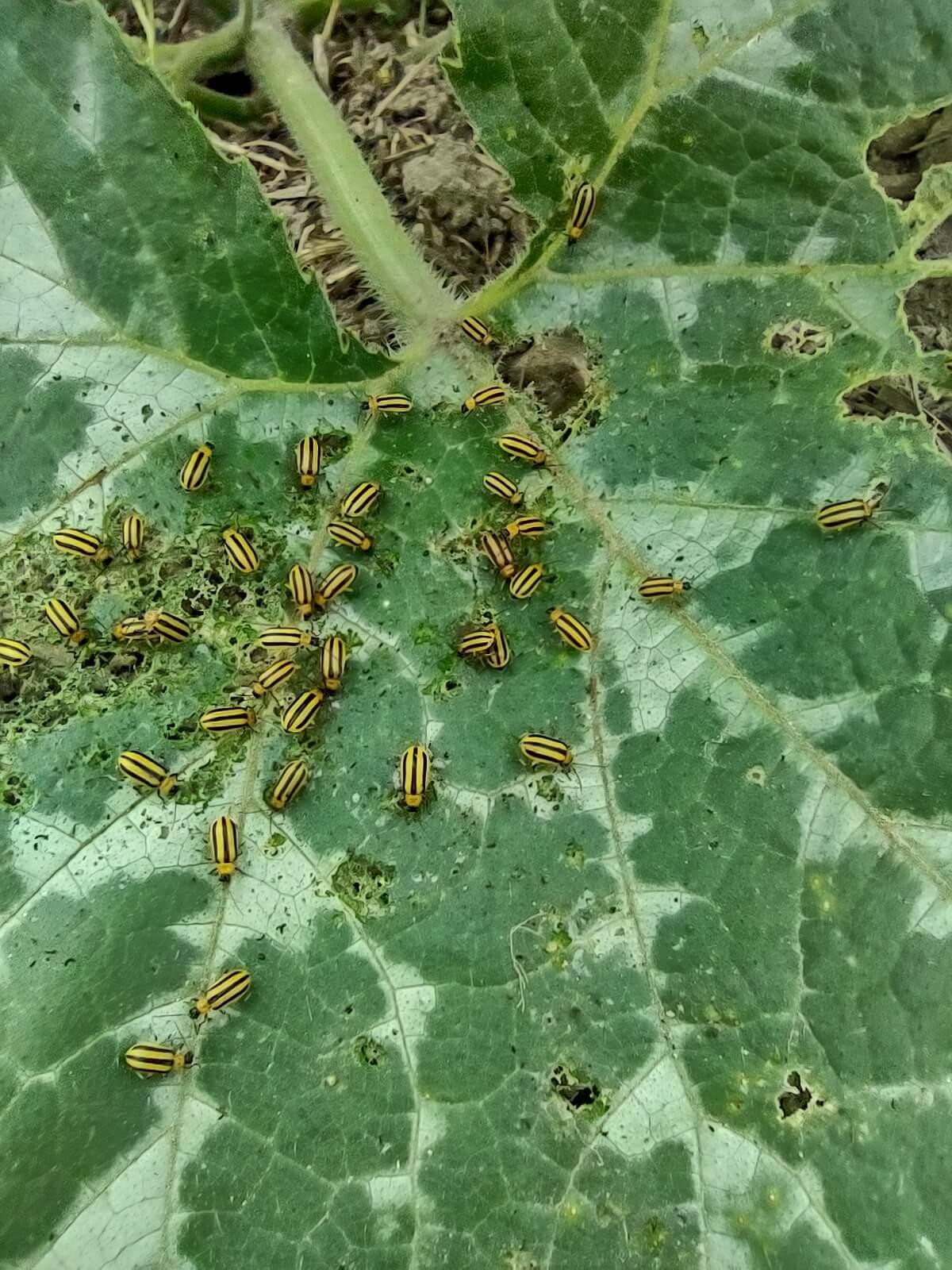striped cucumber beetles