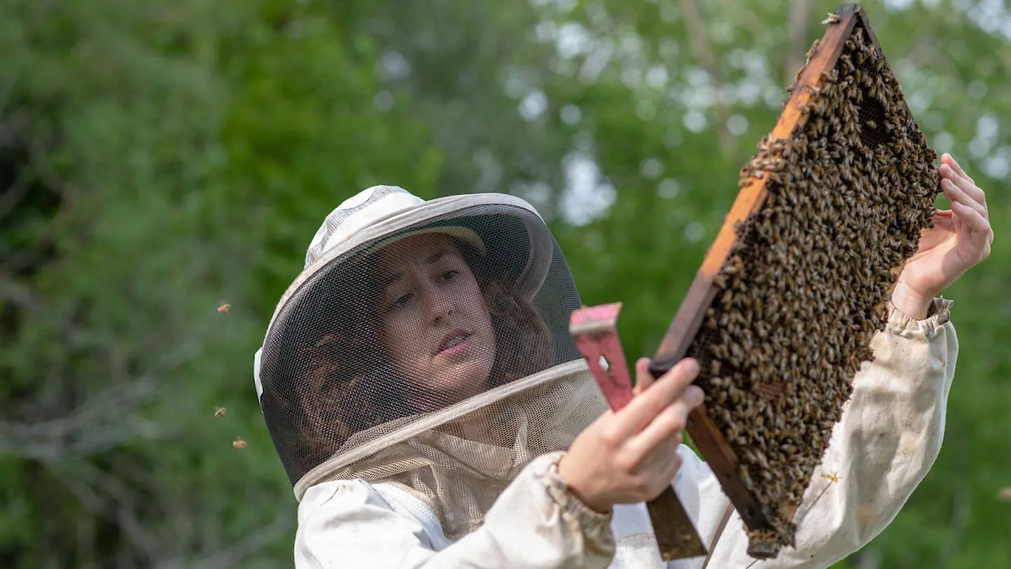 Sam Alger inspects a frame of bees