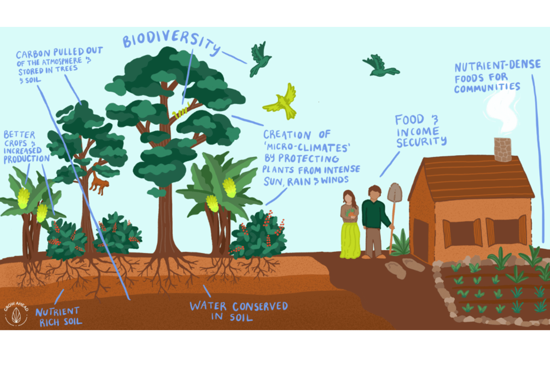 Agroforestry illustration