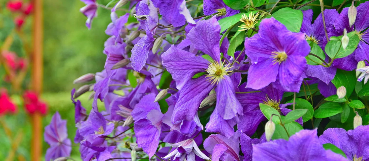 a lot of purple flowers