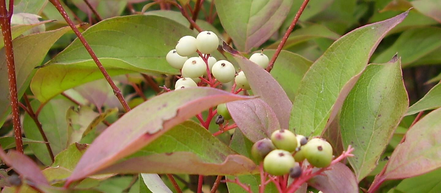 Dogwood shrub with fruit