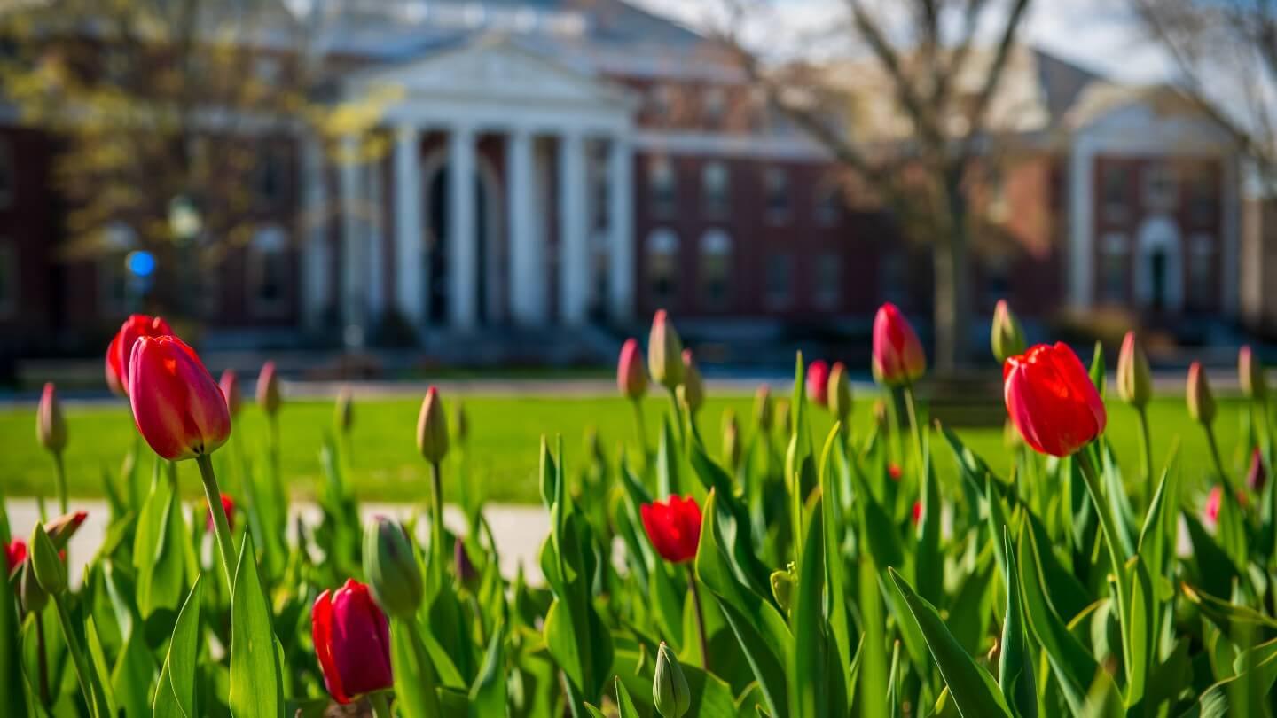 Red tulips on UVM green