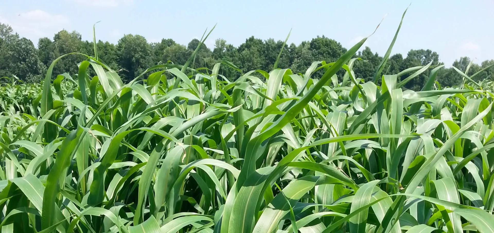 Corn plants
