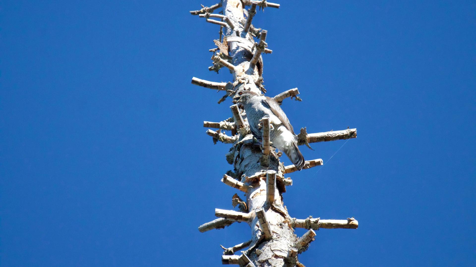 an adult American Goshawk perched on a tree.