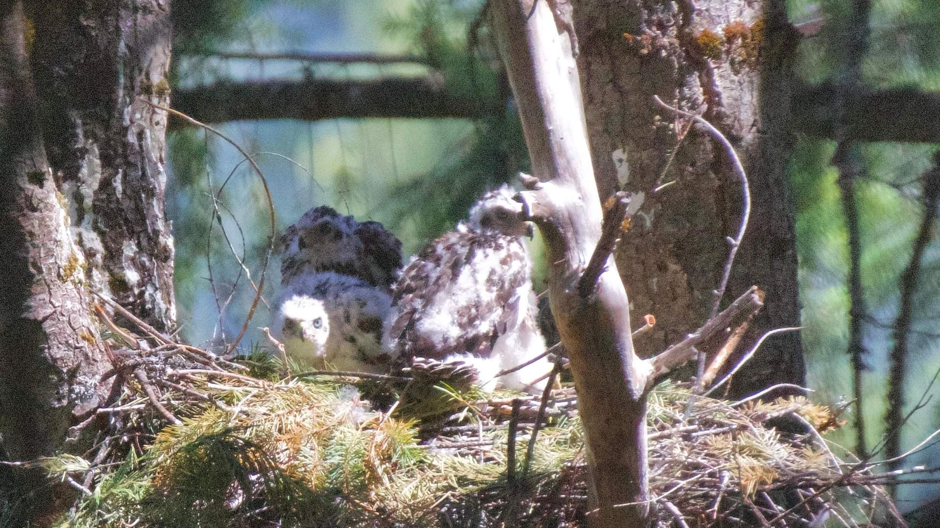 a nestful of American Goshawks.