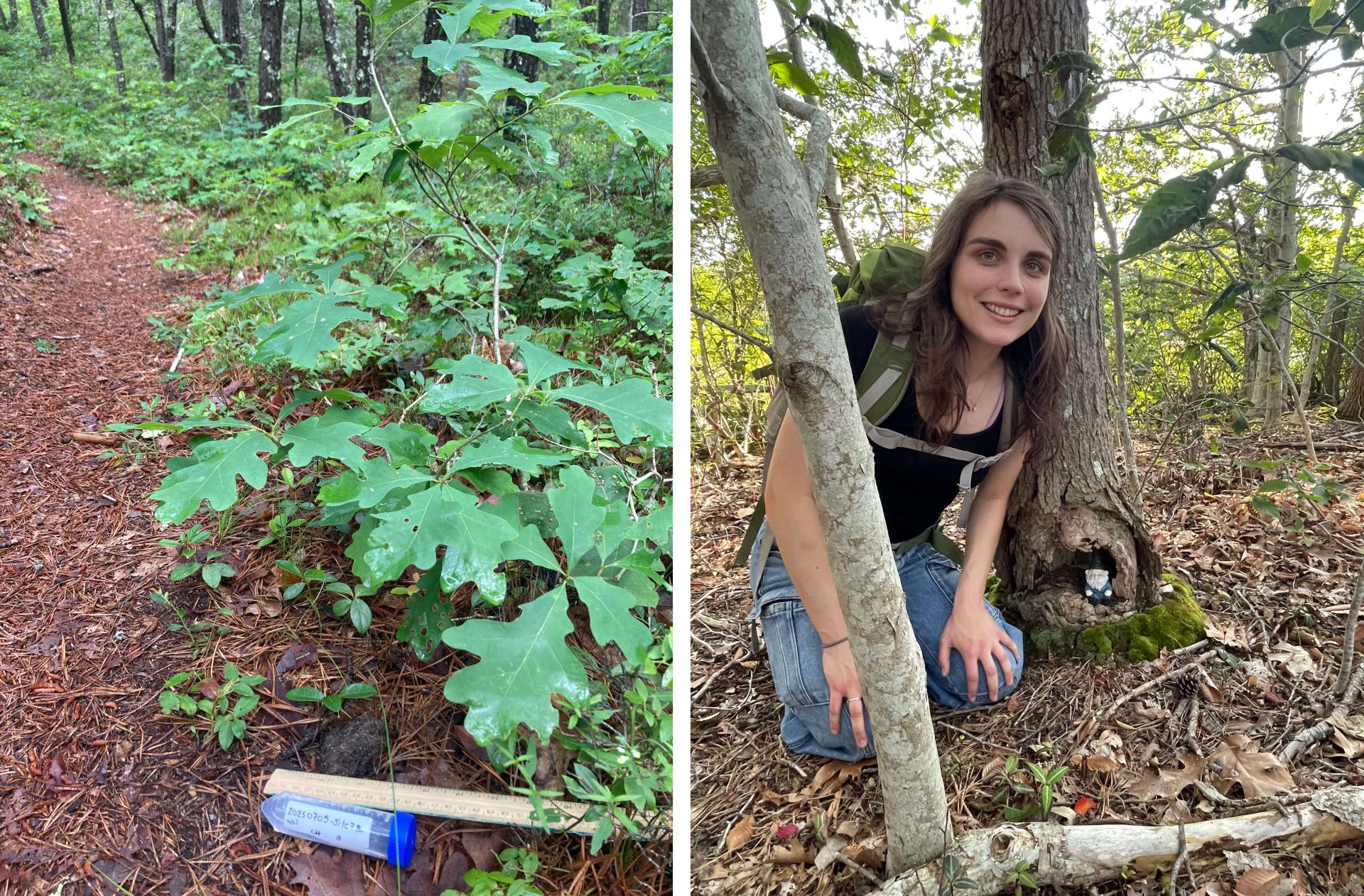 on the left: a sample of scat trailside; on the right: Carolyn Hanrahan kneels trailside in the woods