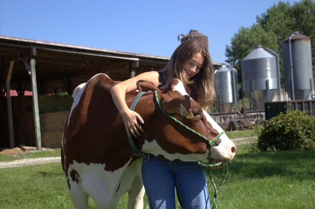 Student hugs a cow