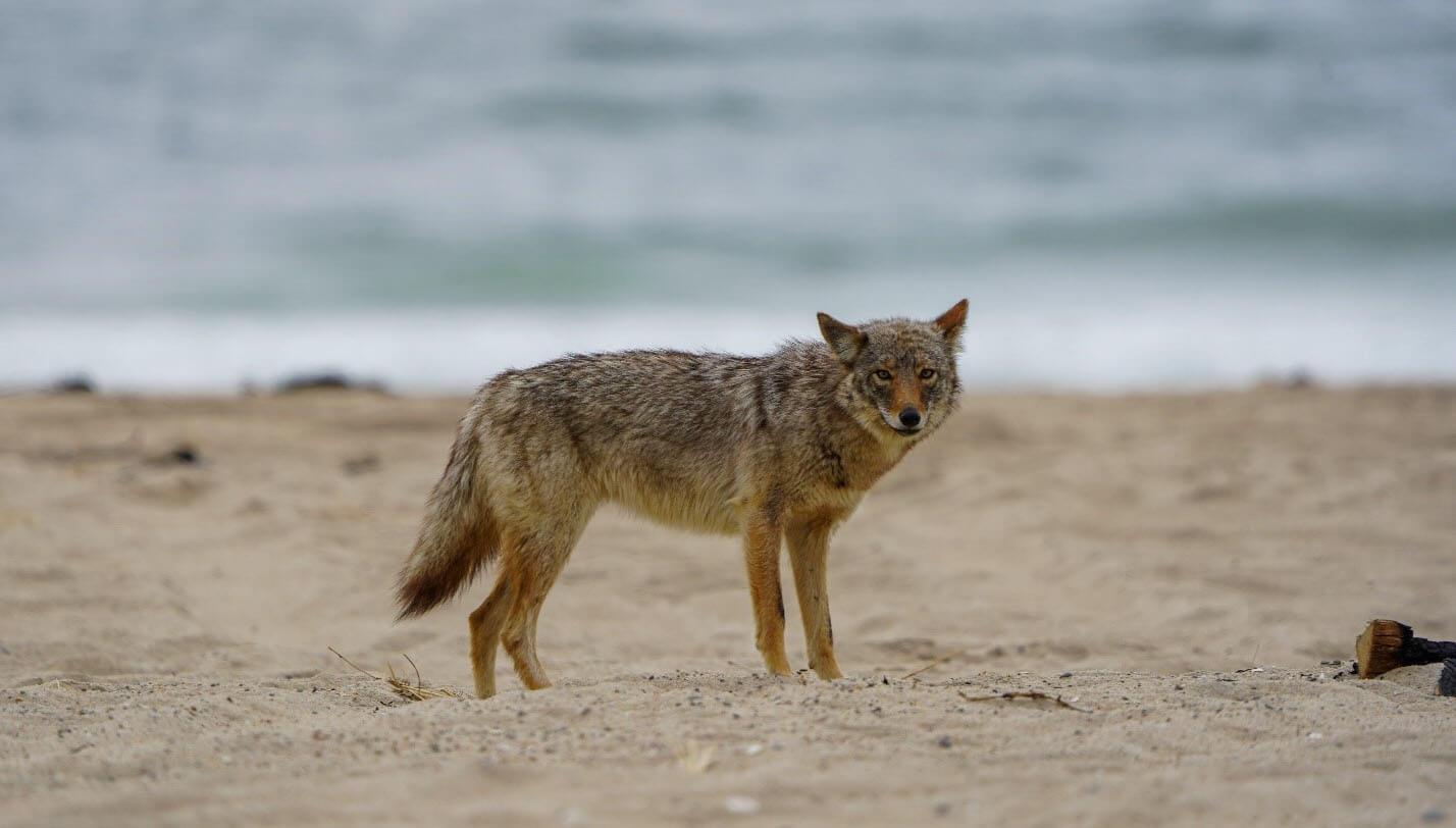 a coyote stands on the beach