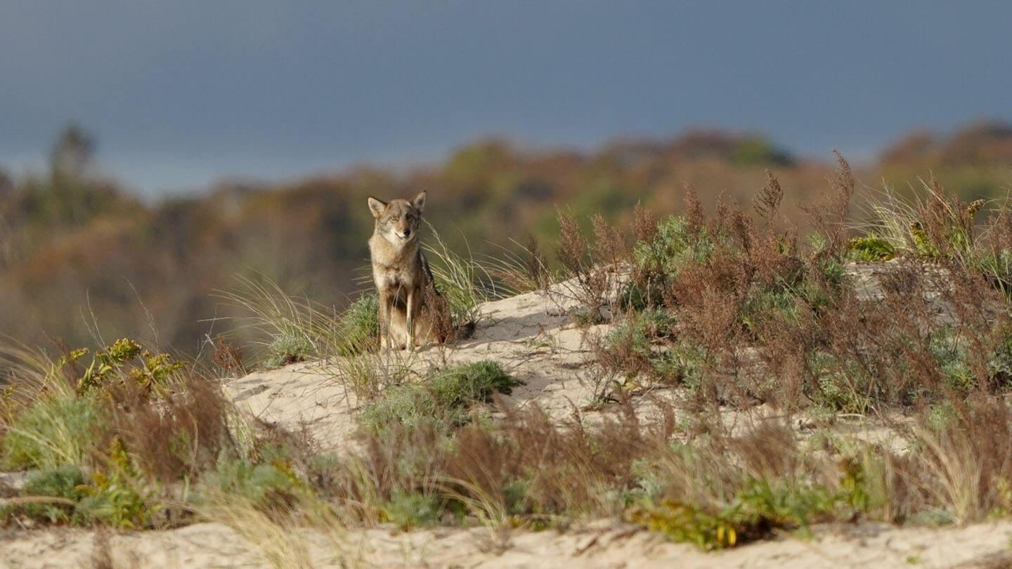 A coyote sits in the sand dunes of Cape Cod. 