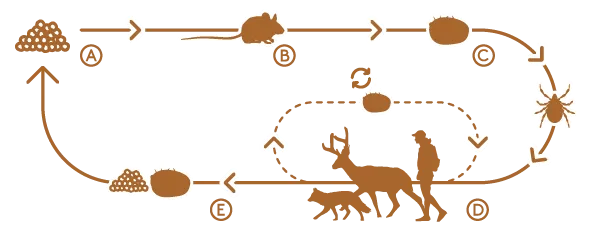 diagram of black legged tick life cycle