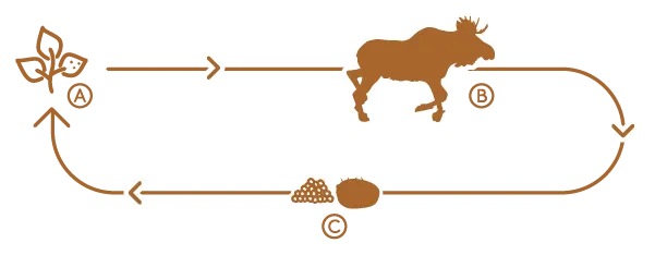 diagram of winter tick life cycle