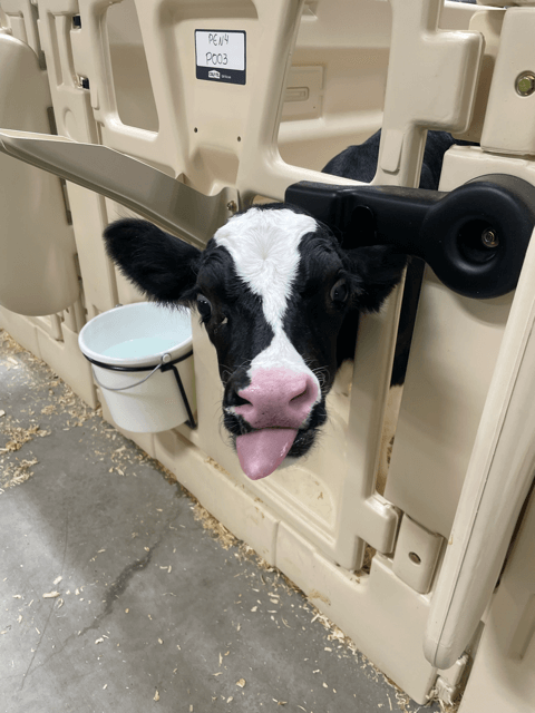 Cow making a funny face