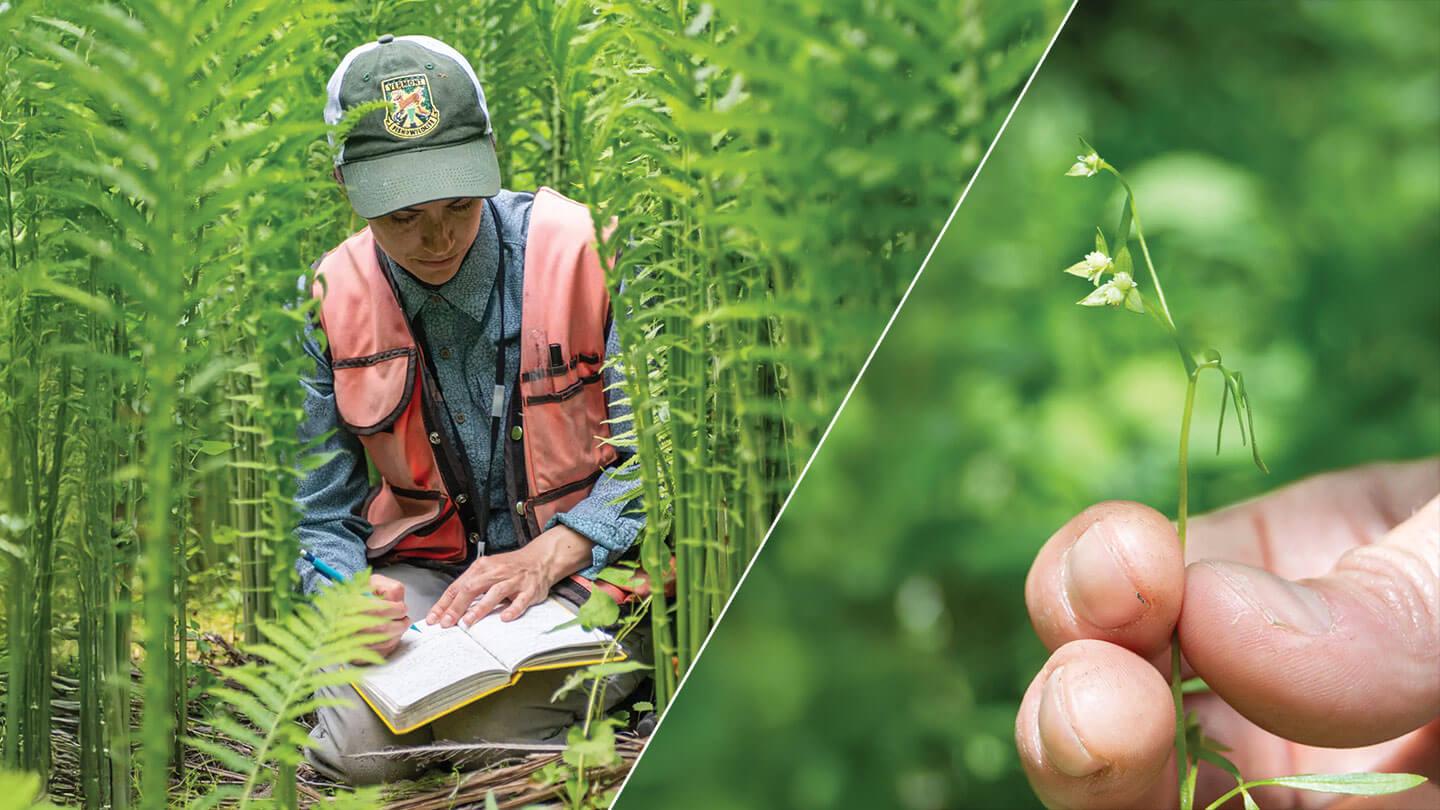 a composite of a researcher writing in a notebook amongst green plants and a closeup of fingers holding a small plant