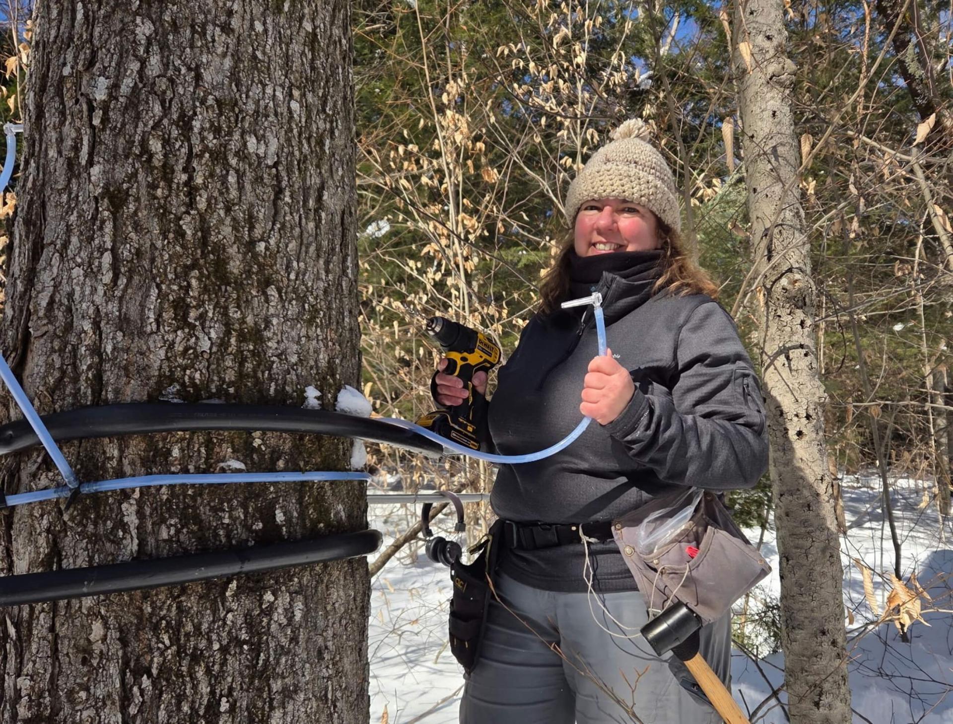 someone tapping a maple tree